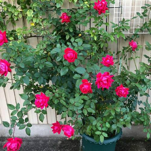 به دل نگیر اخممو دوست داشتنای سختمو بدون که داری قلبمو